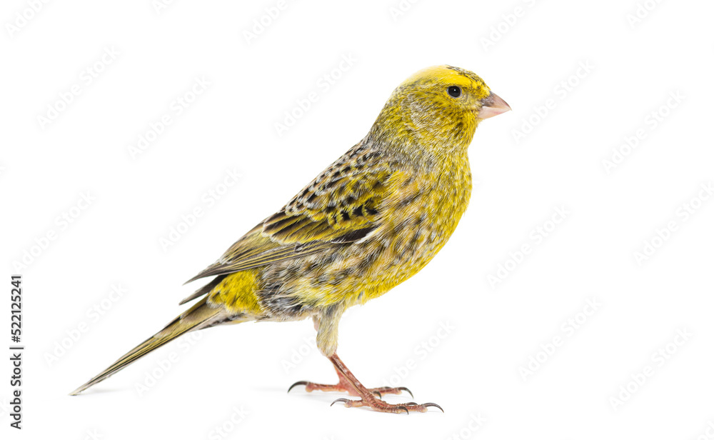 Portrait profile of a lizzard canary, isolated Portrait profile of a lizzard canary, isolated