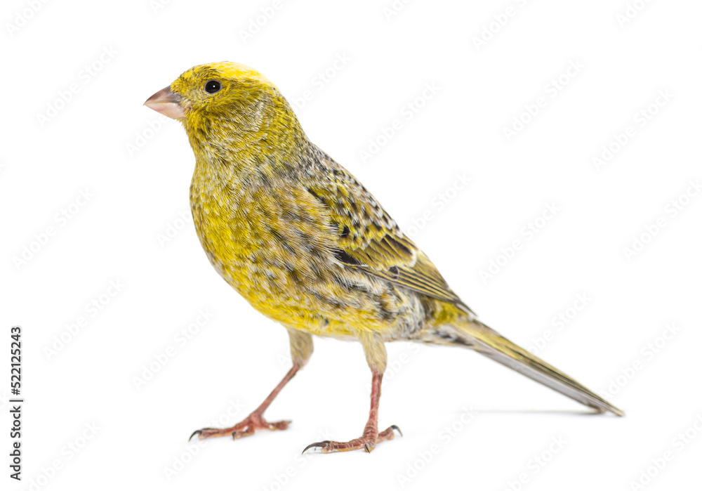 Canary standing - Lizzard mutation - isolated on white Canary standing - Lizzard mutation - isolated on white