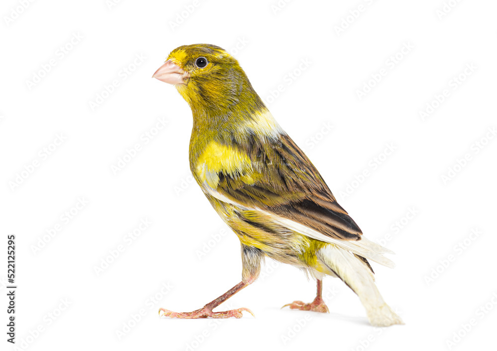Fototapeta premium Back view of a pied canary looking at the camera isolated