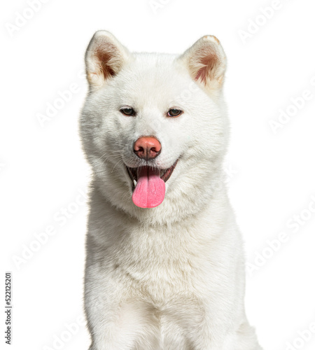 portrait, head shot of a white Akita inu panting , isolated on w