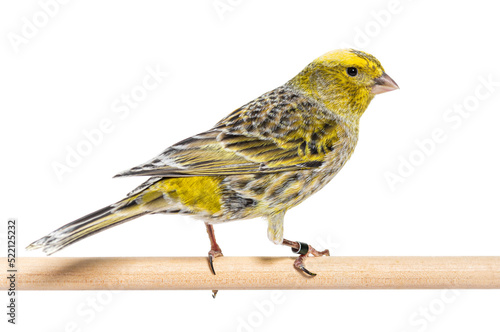 Canary standing on a wooden perch - Lizzard mutation - isolated on white © Eric Isselée