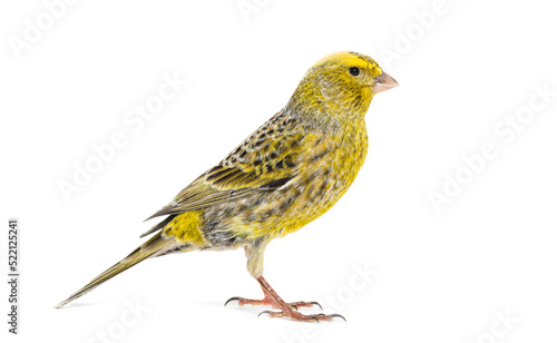 Portrait profile of a lizzard canary, isolated