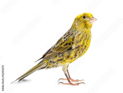 Portrait profile of a lizzard canary, isolated on white