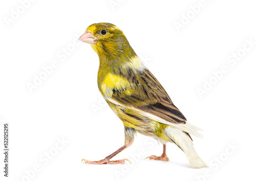 Back view of a pied canary looking at the camera isolated