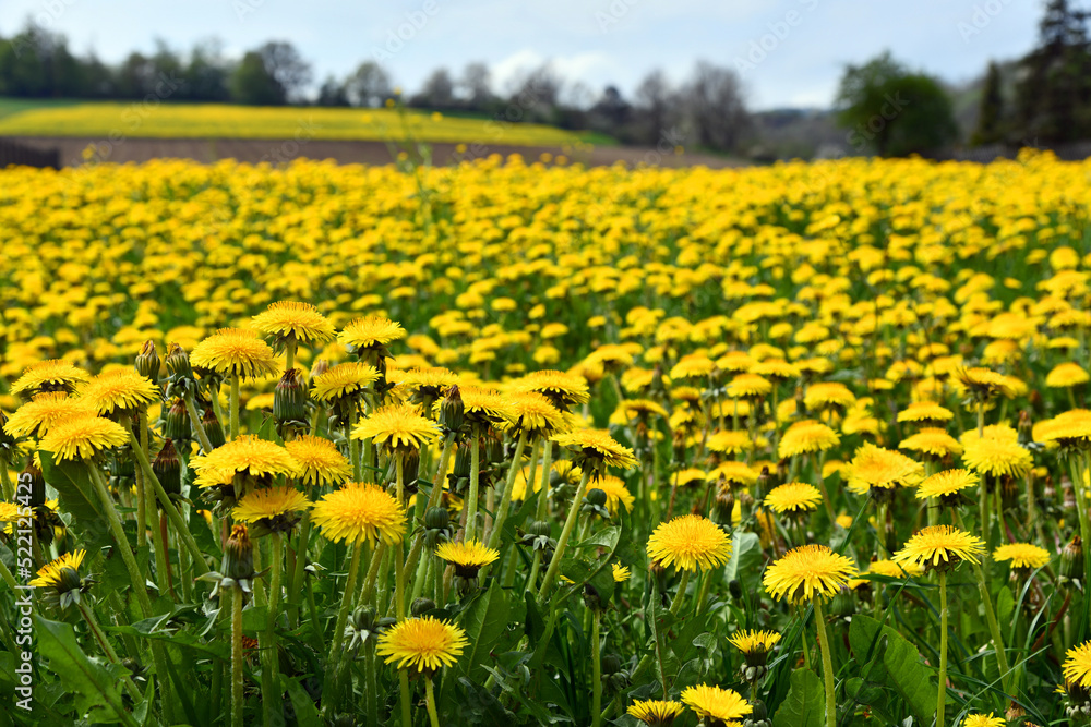 Fototapeta premium Löwenzahn
