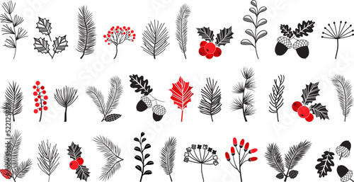 PrintChristmas vector plant, pine cone and leaves, branch spruce and fir, evergreen icon, winter tree, holly berry, mistletoe, acorn isolated on white background. Xmas botanical illustration