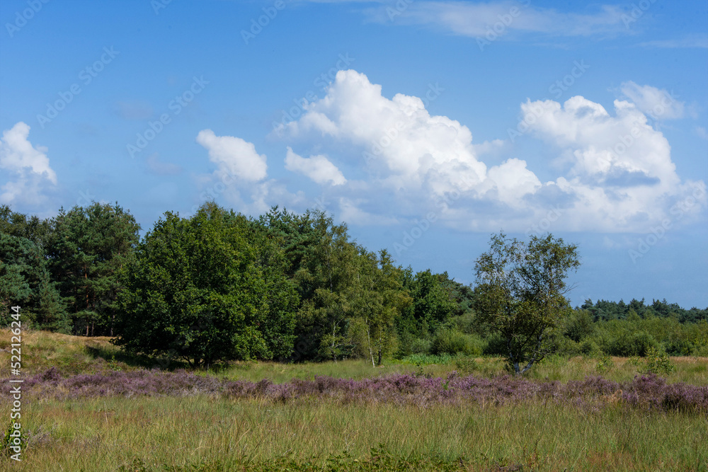 Pink heather in bloom, blooming heater landscape in the National park: Maasduinen, Netherlands. Holland