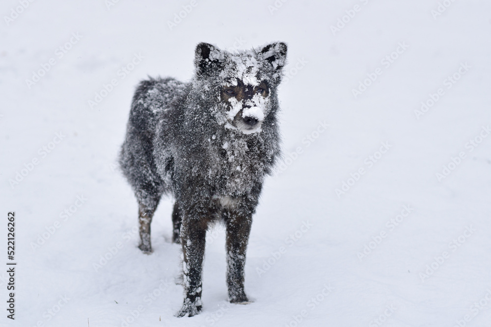 Obraz premium Black dog with snow on his fur
