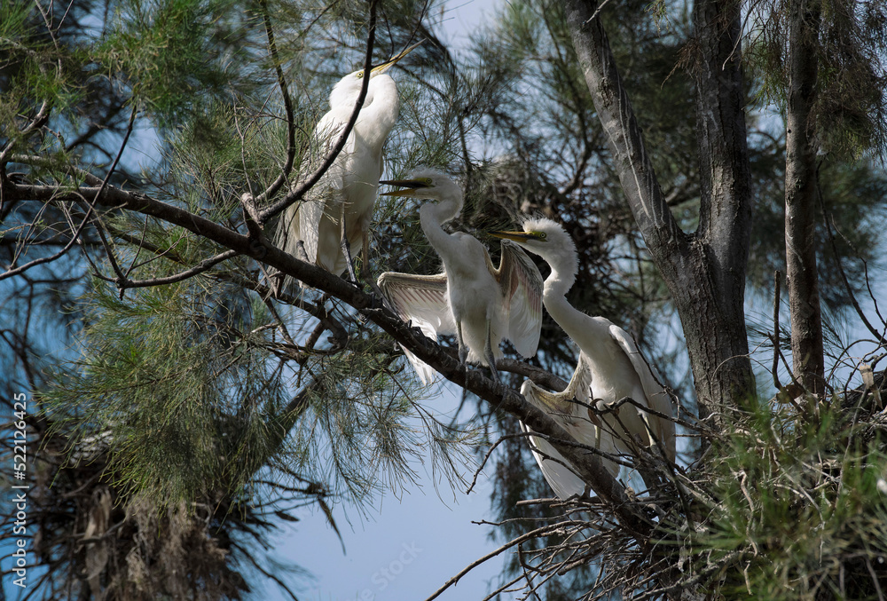Obraz premium Great Egret (Ardea alba)