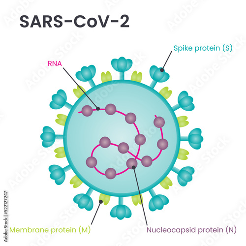 SARS-CoV-2 virus structure diagram photo