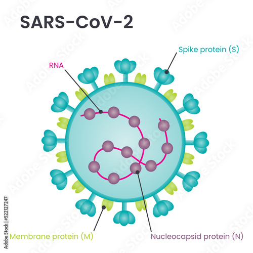 SARS-CoV-2 virus structure diagram