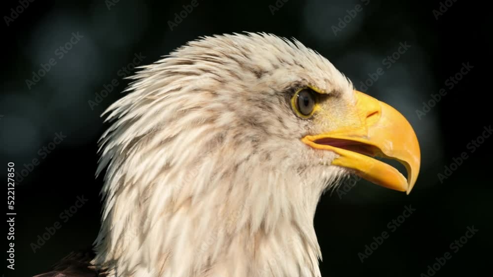 Closeup of an american bald Eagle. High quality 4k footage Closeup of an american bald Eagle. High quality 4k footage