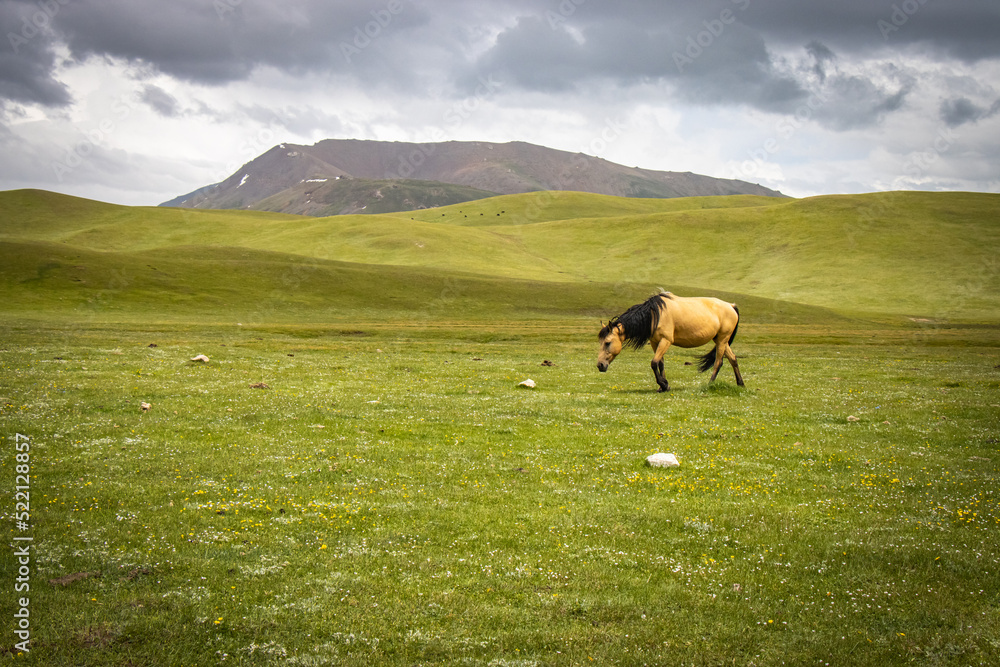 horse on summer pasture, song-köl area, kyrgyzstan, central asia