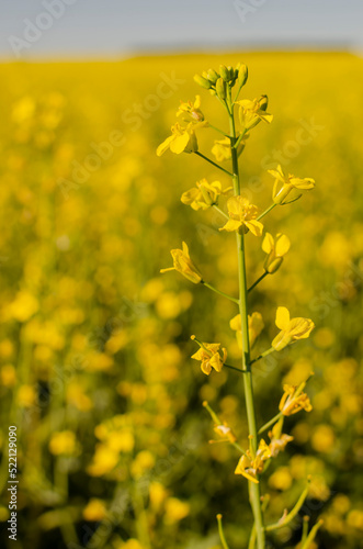 Blooming yellow canola flowers on the background of rapeseed field, close up. 