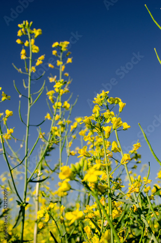 Blooming yellow canola flowers on the background of blue sky, close up
