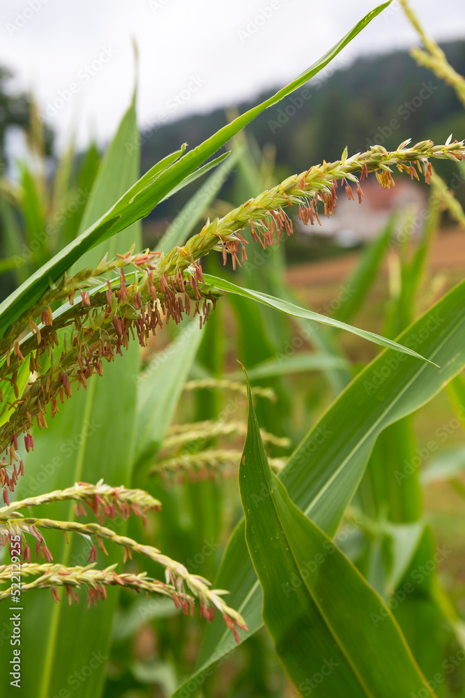Detail of the Maize Stalk 