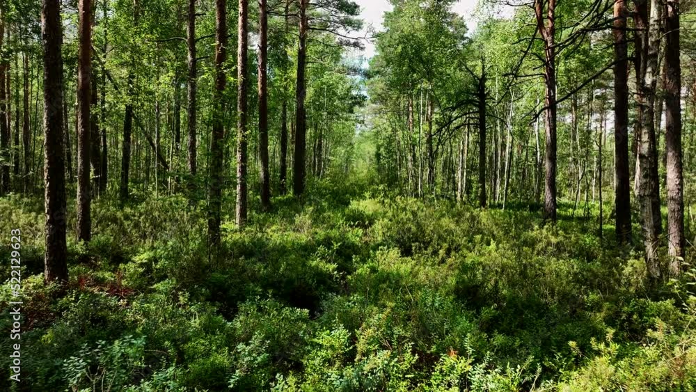 Forest with trees, green bushes and branches. Gimbal shot. Inside wild in dark forest among firs and pines, aerial footage. Green moss and shrubs in forest. Ecology, Clean air and environmental. Forest with trees, green bushes and branches. Gimbal shot. Inside wild in dark forest among firs and pines, aerial footage. Green moss and shrubs in forest. Ecology, Clean air and environmental.