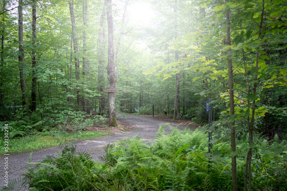 Obraz premium walk in the forest