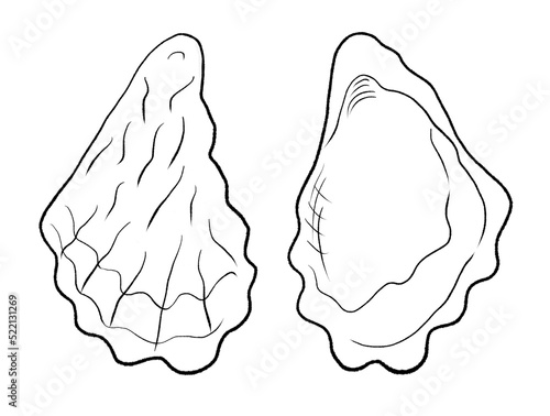 Rock Oyster Shell, Saccostrea Glomerata (scientific name), Family Ostreidae, found in New Zealand and Australia, Tio Reperepe (Maori name)