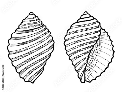 Cart-rut Shell, White Rock Shell, Dicathais Orbita (scientific name), Family Muricidae, sea snail found on the coasts of Australia and New Zealand