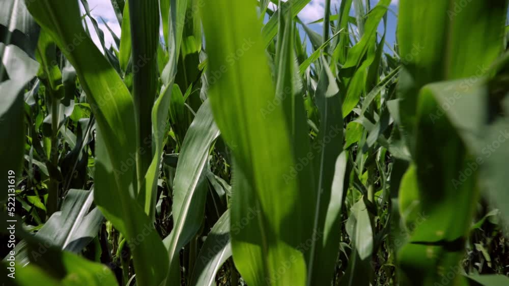 Close up detail of healthy young green maize plants Close up detail of healthy young green maize plants
