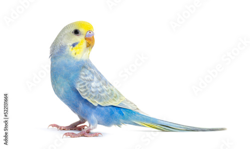 Fotografie Profile of a blue rainbow Budgerigar bird, isolated on white