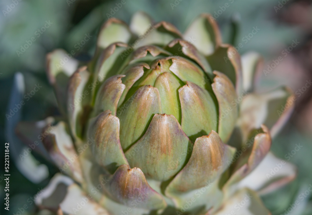 Close-up of Green Globe Artichoke Growing on Plant in Garden Close-up of Green Globe Artichoke Growing on Plant in Garden