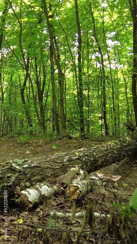 A man on a bicycle overcomes a fallen tree on his way photo