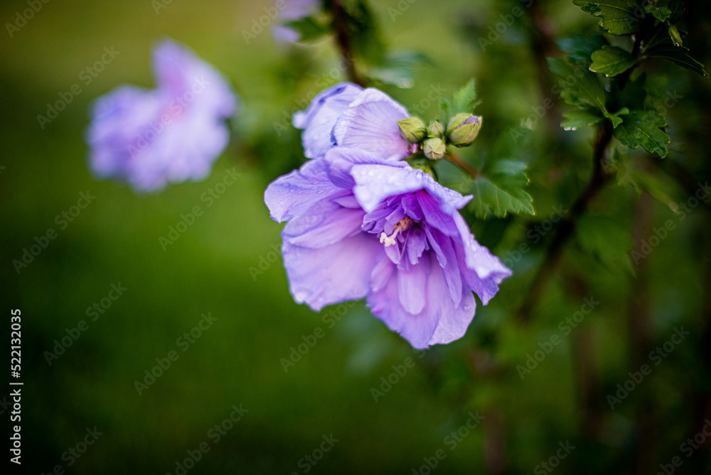 purple hollyhocks flower buds and leaves in the garden. Close capture purple hollyhocks flower buds and leaves in the garden. Close capture