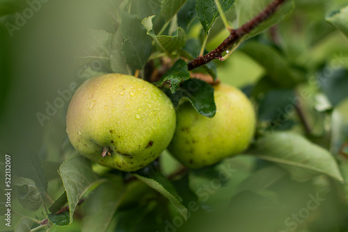 two green apples on a tree branch in the garden