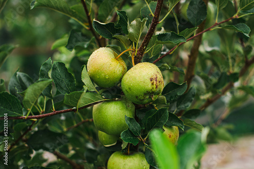 three green apples on a tree branch in the garden