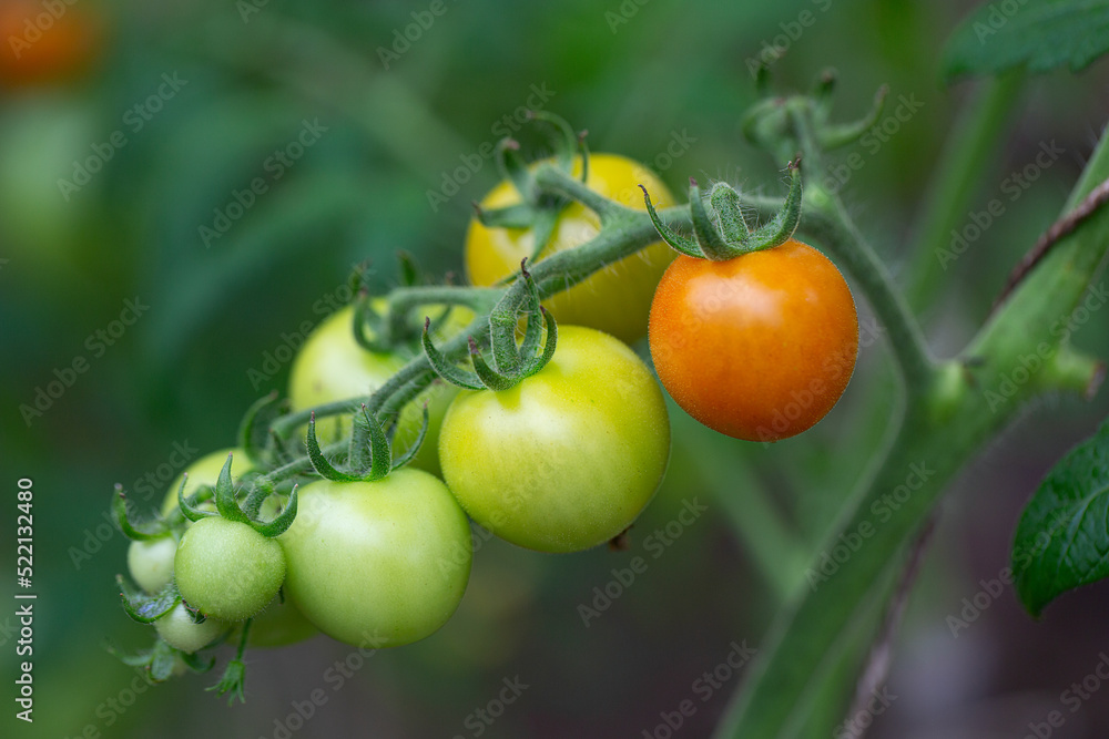 tomatoes growing in a green house