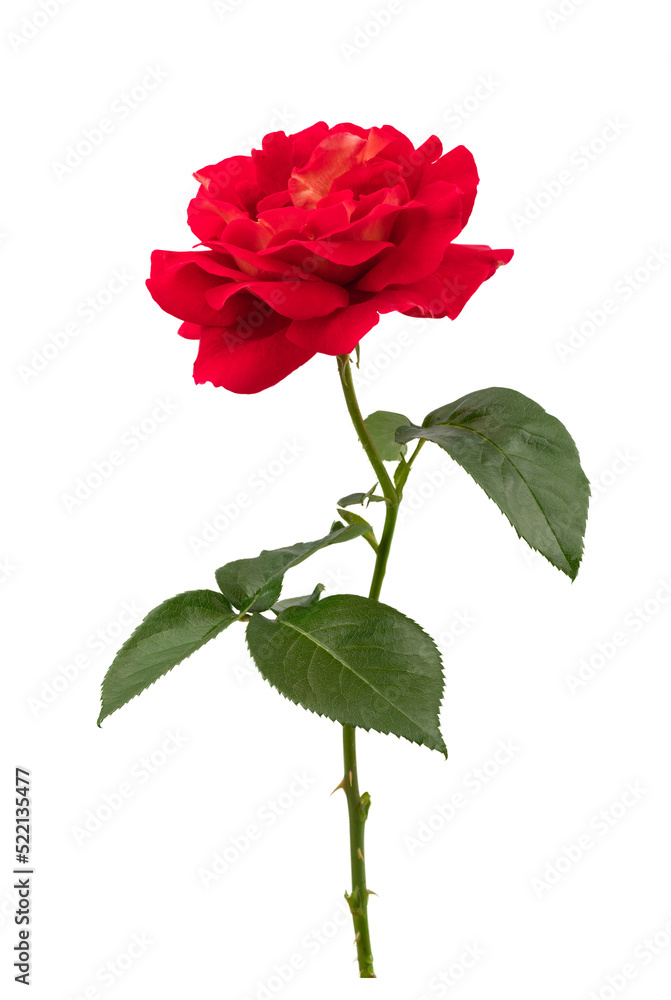 Obraz premium a blooming red rose with green leaves, isolate on a white background