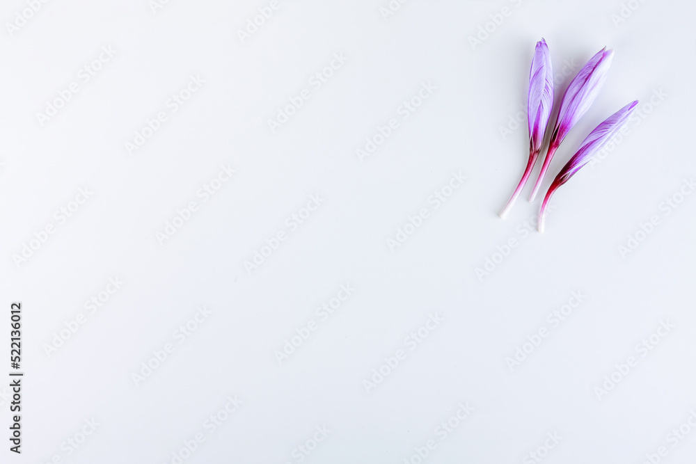 Three crocus buds on a white background. Place for writing text.