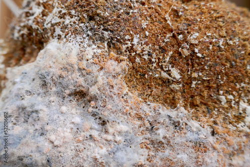 Mold and fungus problem. Gray and brown mold close-up. fungal diseases.Mold fungus textured wall surface.  © Yuliya