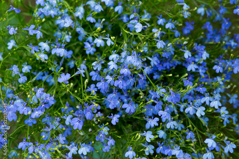lobelia small blue flowers close-up in the summer garden 