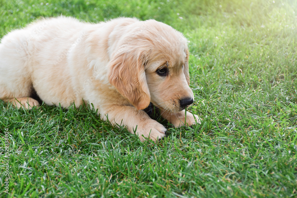 Cute little golden retriever puppy laying on green grass