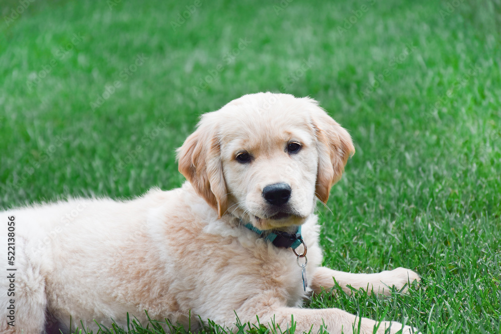 Golden retriever puppy lying down on green grass Golden retriever puppy lying down on green grass
