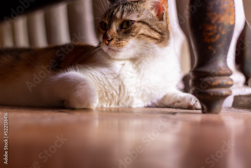 Fototapeta Naklejka Na Ścianę i Meble -  cat
