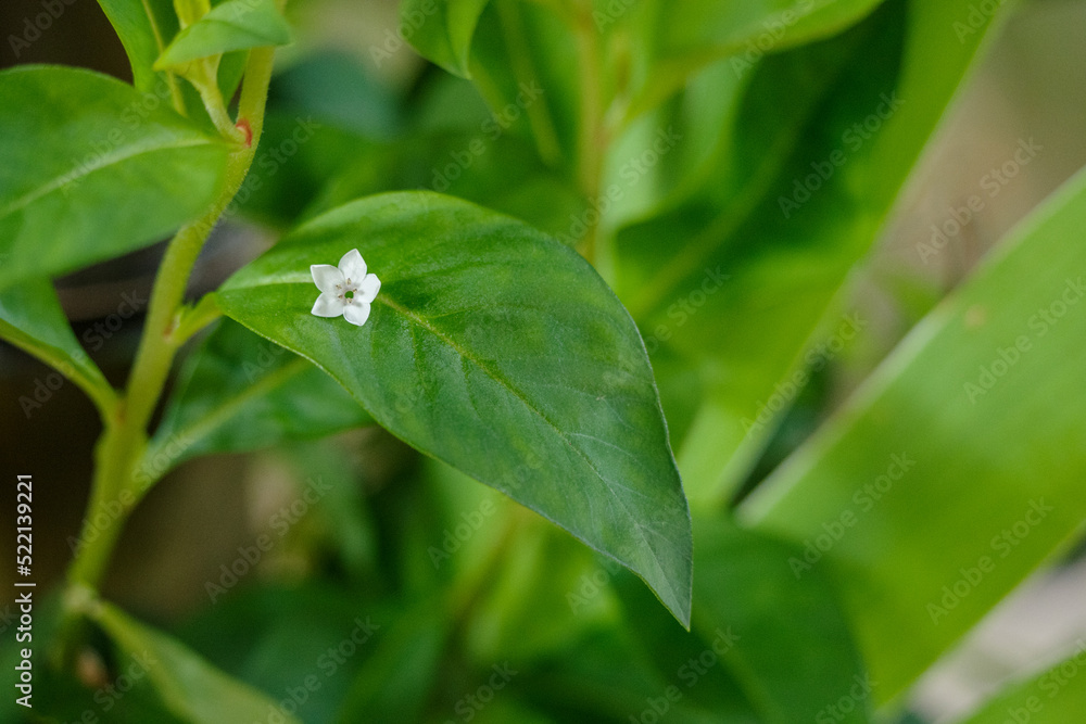 この白い花の名前は虎の尾です この白い花の名前は虎の尾です