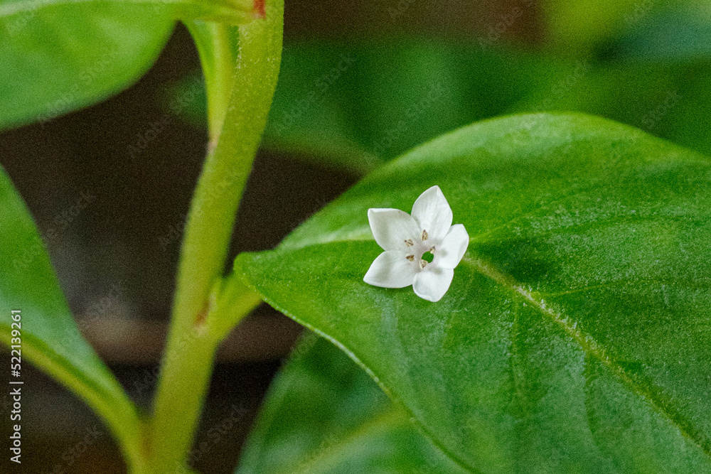 この白い花の名前は虎の尾です この白い花の名前は虎の尾です