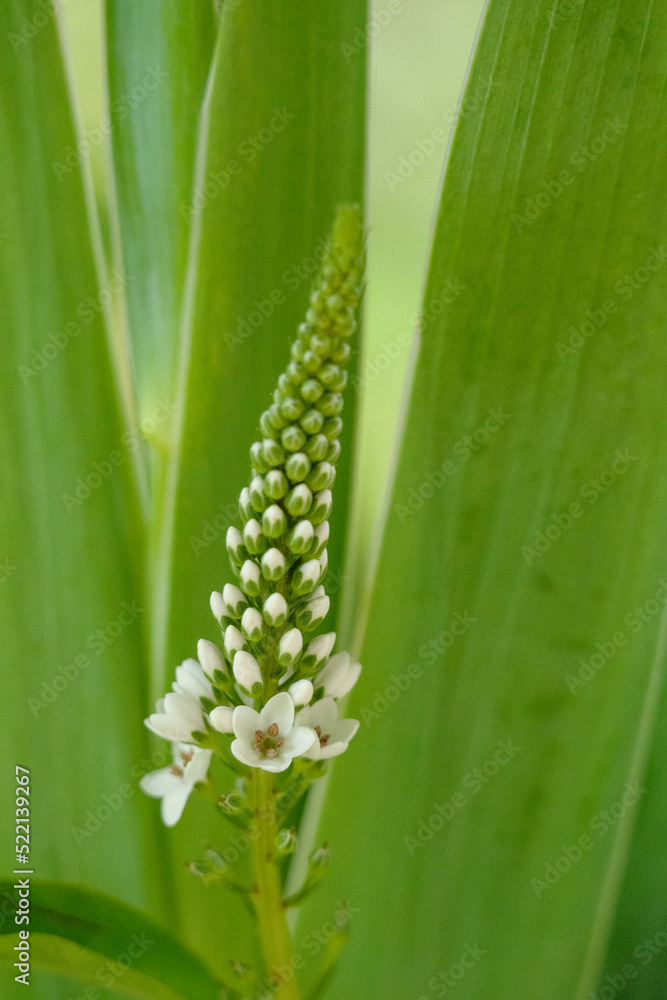 Fototapeta premium この白い花の名前は虎の尾です