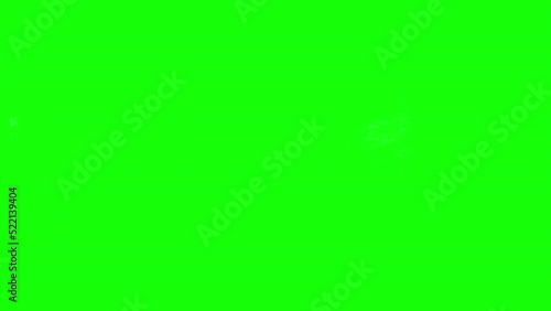 4K black and white mixed breed dog on green screen isolated with chroma key, real shot. Dog slowly walks across the frame from right to left, then walks back from left to right stops, and walks away