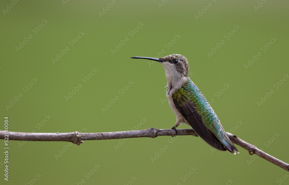 Fototapeta premium Ruby-throated Hummingbird
