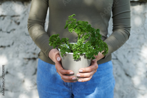 Woman holds parsley in pot photo