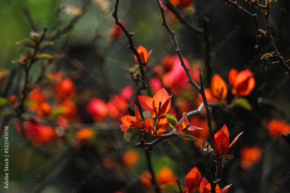 Beautiful Nature Flower Plant Environment Beautiful Nature Flower Plant Environment