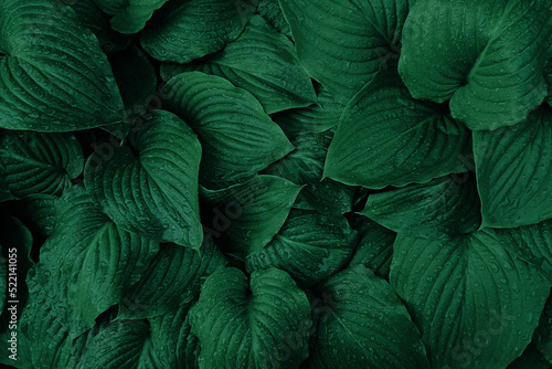 Fresh green leaves with rain drops texture