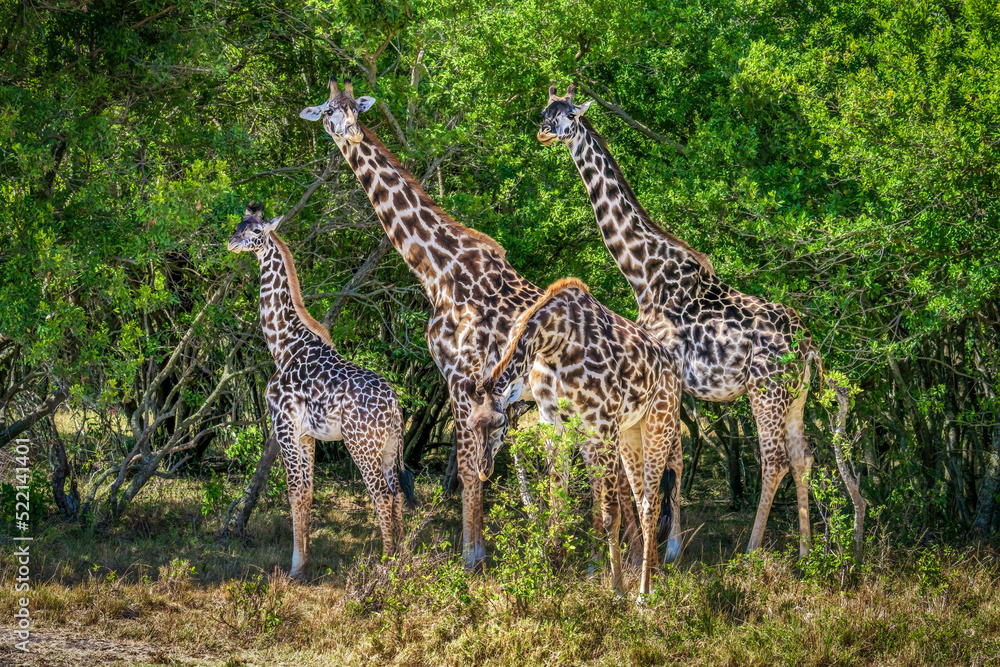 herd of Giraffe standing in savanna grassland in Masai Mara National Reserve Kenya herd of Giraffe standing in savanna grassland in Masai Mara National Reserve Kenya
