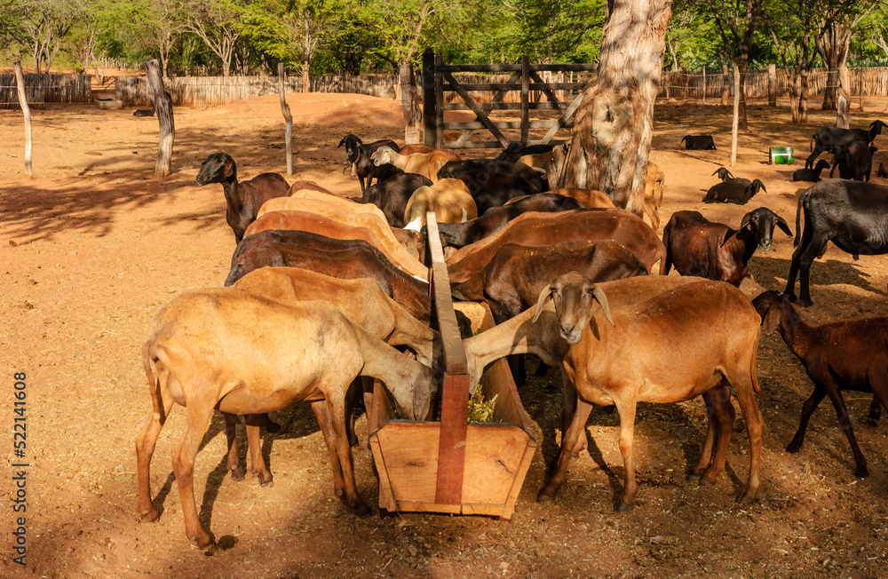 Sheep and goat farming in the Brazilian Caatinga biome. Sheep eating in the Cariri Region, Cabaceiras, Paraíba, Brazil. Sheep and goat farming in the Brazilian Caatinga biome. Sheep eating in the Cariri Region, Cabaceiras, Paraíba, Brazil.