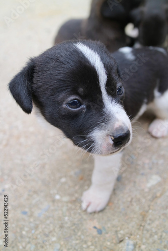 Pets, cute puppies raised at home. © LHG